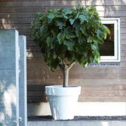 Elho Pure Round Bloempot Ø 60 Cm - Wit -Meubels Voor Thuis 10161168