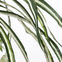 Mica Decorations Chlorophytum Kunstplant 45 Cm 19 Mica Decorations Chlorophytum Kunstplant 45 Cm -Meubels Voor Thuis 10325175