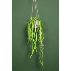 PTMD Aloë Vera Kunstplant - 73 X 23 X 92 Cm - Kunststof - Groen -Meubels Voor Thuis 10722623