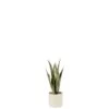 J-Line Plant Sansevieria In Pot Pvc Groen Small