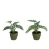 J-Line Anthurium|Olifantsoor In Pot Plastiek Groen Assortiment Van -Meubels Voor Thuis 10834767