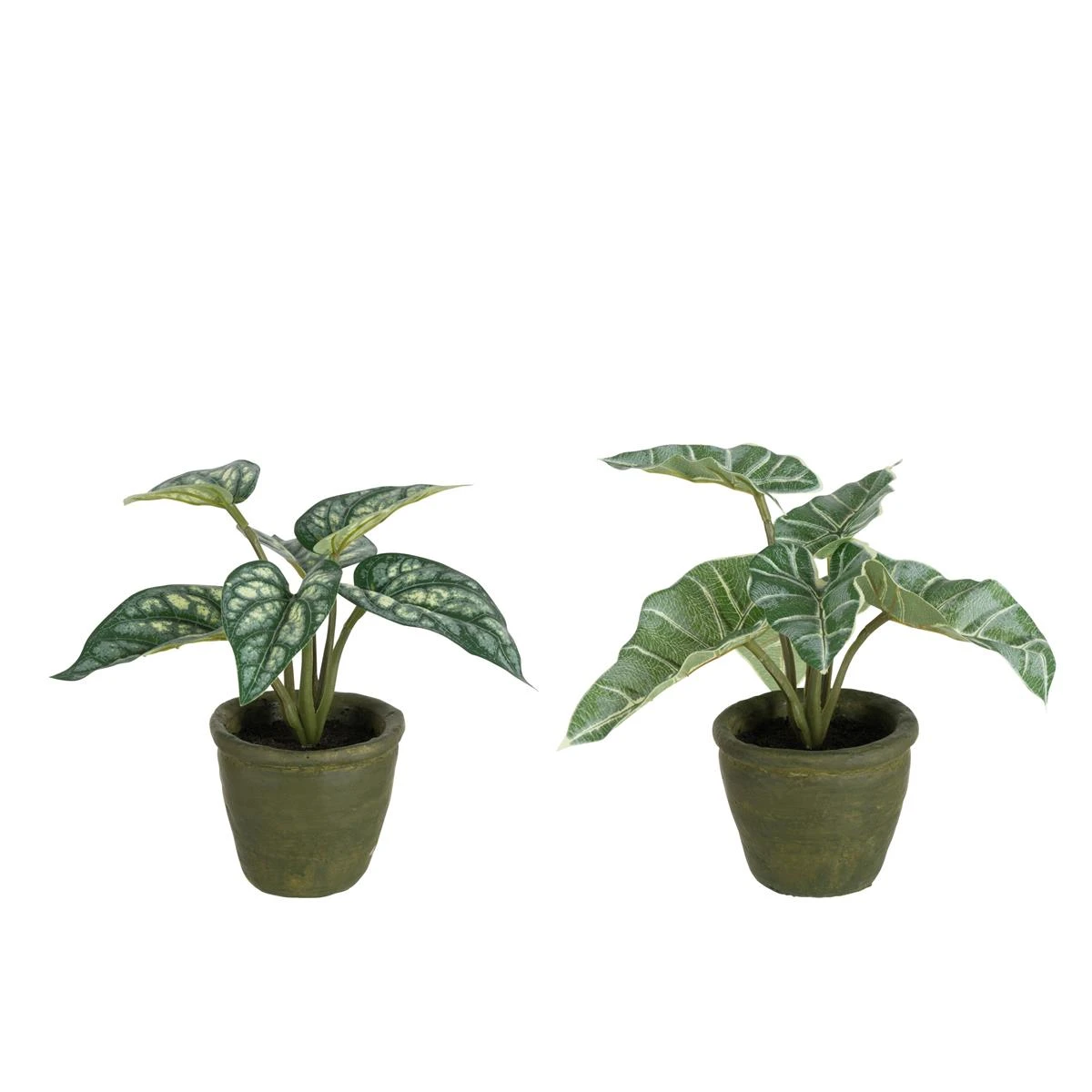 J-Line Anthurium|Olifantsoor In Pot Plastiek Groen Assortiment Van 3 J-Line Anthurium|Olifantsoor In Pot Plastiek Groen Assortiment Van
