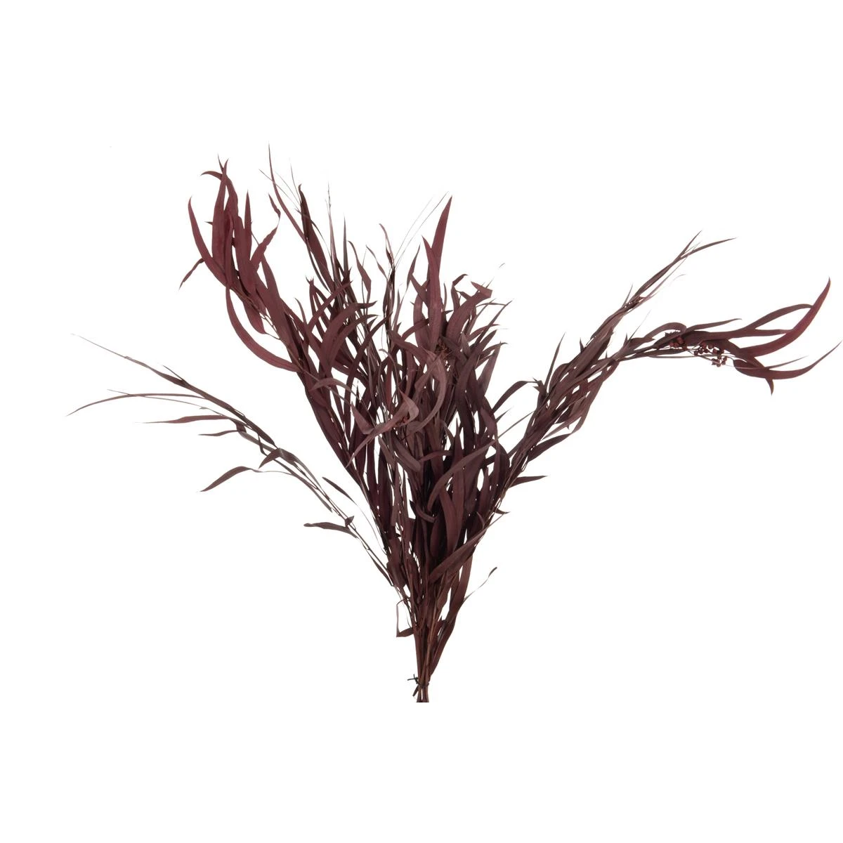 J-Line Bundel Eucalyptus Wild Gedroogd Bordeaux 3 J-Line Bundel Eucalyptus Wild Gedroogd Bordeaux