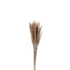 J-Line Bundel Pennisetum Gedroogd Gras Bruin 1 J-Line Bundel Pennisetum Gedroogd Gras Bruin -Meubels Voor Thuis 10837416