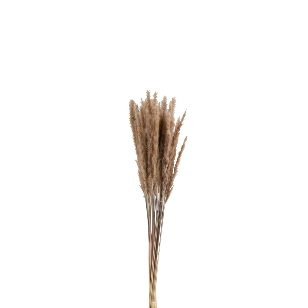 J-Line Bundel Pennisetum Gedroogd Gras Bruin 3 J-Line Bundel Pennisetum Gedroogd Gras Bruin