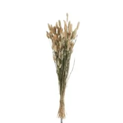 J-Line Droogbloemen - Bundel Pluim - Gedroogd Gras - Naturel