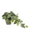 Mica Decorations Scindapsus Kunstplant - H44 X Ø17 Cm - Groen -Meubels Voor Thuis 11038297