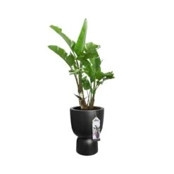 Elho Pure Coupe Bloempot Ø 41 Cm - Black -Meubels Voor Thuis 11116151