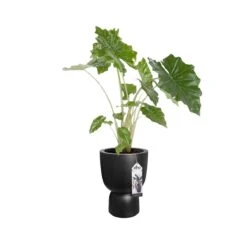 Elho Pure Coupe Bloempot Ø 41 Cm - Black -Meubels Voor Thuis 11116505