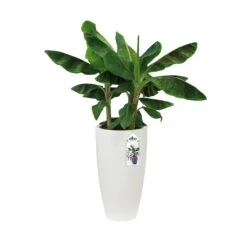 Elho Pure Soft Round High Bloempot Ø 50 Cm - Wit -Meubels Voor Thuis 11435321