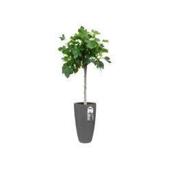 Elho Pure Soft Round High Bloempot Ø 35 Cm - Antraciet -Meubels Voor Thuis 11435327