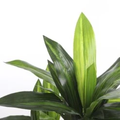 Mica Decorations Dracaena Kunstplant H110 Cm -Meubels Voor Thuis 9469659