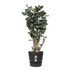 Elho Greenville Bloempot 47 Cm -Meubels Voor Thuis 9930780