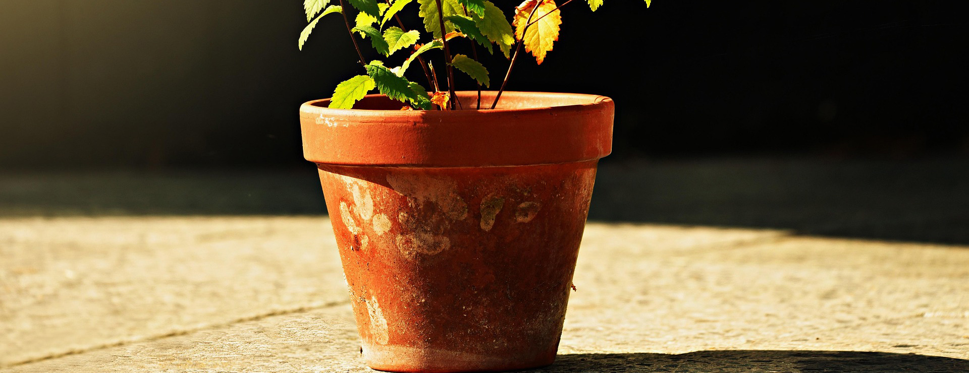 Meubels Voor Thuis 3 Meubels Voor Thuis -Meubels Voor Thuis flower pot 3646013 1920